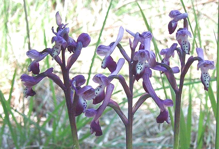 Orchis longicornu